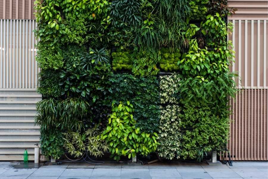 Le mur végétal extérieur pour apporter la nature dans la ville